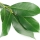 برگ بو Bay Leaf